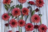 Dahlia hortensis Invitation