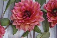 Dahlia hortensis Invitation