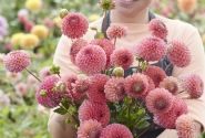 Dahlia hortensis Hapet Coppery