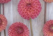 Dahlia hortensis Hapet Coppery