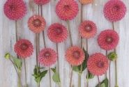 Dahlia hortensis Hapet Coppery