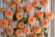 Dahlia hortensis Amber Crystal