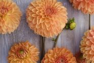 Dahlia hortensis Amber Crystal