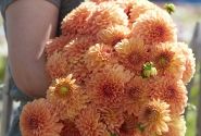 Dahlia hortensis Amber Crystal
