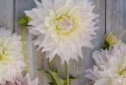 Dahlia hortensis Ka's Cloud