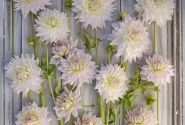Dahlia hortensis Ka's Cloud