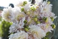 Dahlia hortensis Ka's Cloud