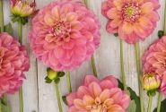Dahlia hortensis Milena Fleur