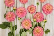 Dahlia hortensis Milena Fleur