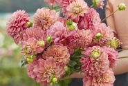 Dahlia hortensis Milena Fleur