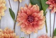 Dahlia hortensis Miss Brandy