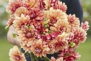Dahlia hortensis Miss Brandy