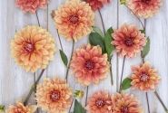 Dahlia hortensis Miss Brandy