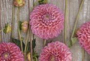 Dahlia hortensis Dikara Superb