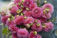 Dahlia hortensis Dikara Superb