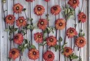 Dahlia hortensis Autumn Pumpkin