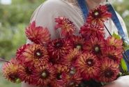 Dahlia hortensis Autumn Pumpkin
