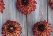 Dahlia hortensis Autumn Pumpkin
