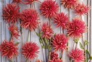 Dahlia hortensis Autumn Orange