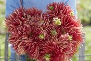 Dahlia hortensis Autumn Orange