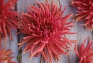 Dahlia hortensis Autumn Orange