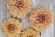 Dahlia hortensis Hercules