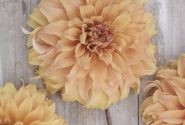 Dahlia hortensis Hercules