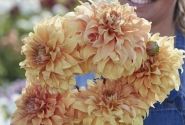 Dahlia hortensis Hercules