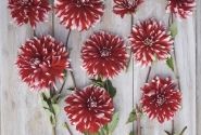 Dahlia hortensis Davos