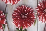 Dahlia hortensis Davos