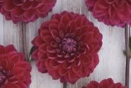 Dahlia hortensis Anne Cornelia