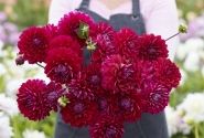 Dahlia hortensis Anne Cornelia