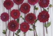 Dahlia hortensis Anne Cornelia