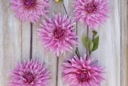 Dahlia hortensis Titan Magenta