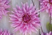 Dahlia hortensis Titan Magenta