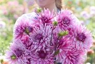 Dahlia hortensis Titan Magenta