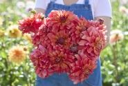 Dahlia hortensis Titan Lighthouse