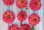 Dahlia hortensis Titan Lighthouse