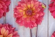 Dahlia hortensis Titan Lighthouse
