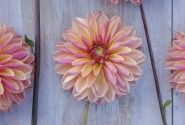 Dahlia hortensis Madame Antoinette