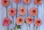 Dahlia hortensis Madame Antoinette