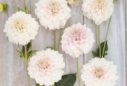 Dahlia hortensis Glossy Carlita