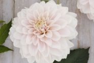 Dahlia hortensis Glossy Carlita