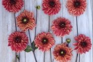 Dahlia hortensis Glossy Maracana