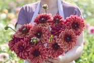 Dahlia hortensis Glossy Maracana