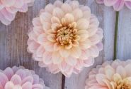 Dahlia hortensis Glossy Olivia