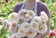 Dahlia hortensis Glossy Olivia