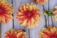 Dahlia hortensis Japlou