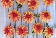 Dahlia hortensis Japlou