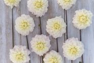 Dahlia hortensis White Cream